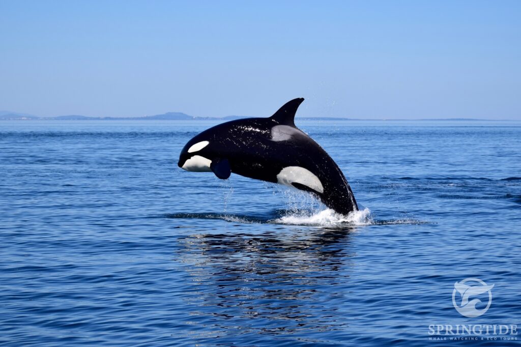 Springtide Whale Watching, Vancouver Island